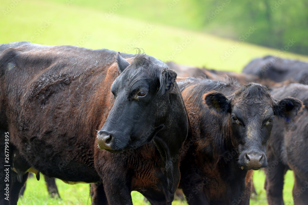 Angusrinder auf der Weide Angusrinder auf der Weide