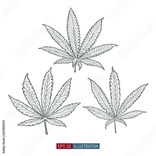 Hand drawn marijuana. Cannabis leaves isolated. Template for your design works. Engraved style vector illustration.