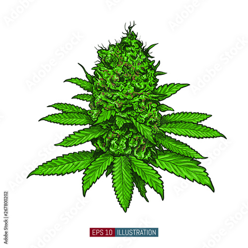 Hand drawn marijuana. Leaves and buds. Cannabis buds isolated. Template for your design works. Engraved style vector illustration.