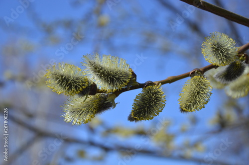 Flowering willow against the blue sky