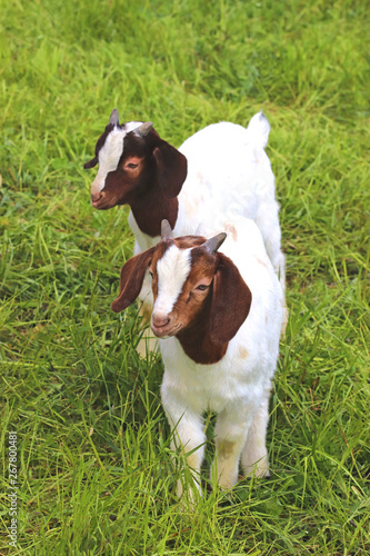 two cute kid goats on a meadow
