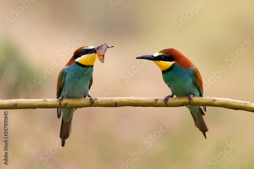 Male bee eater giving a insect to its partner