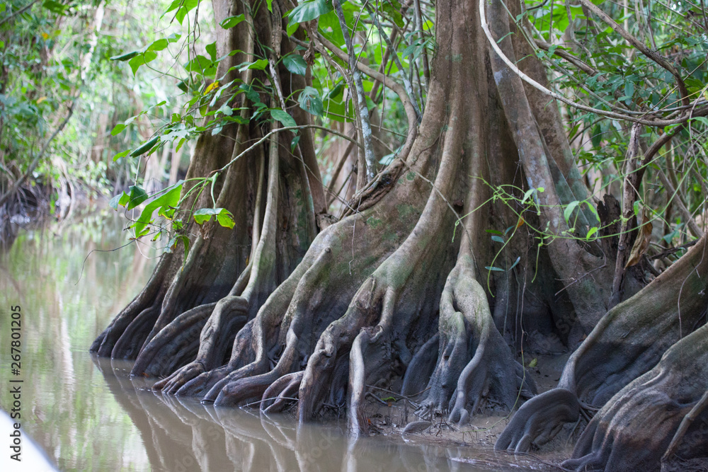 The roots of trees in the water channel of the jungle of Guyana. Nature Of South America. The roots of trees in the water channel of the jungle of Guyana. Nature Of South America.