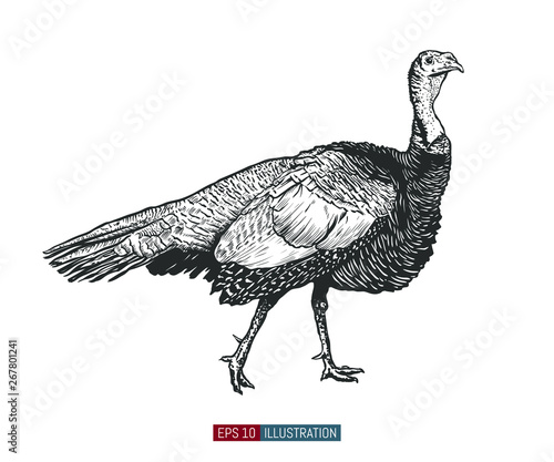 Hand drawn turkey bird isolated. Engraved style vector illustration. Template for your design works.