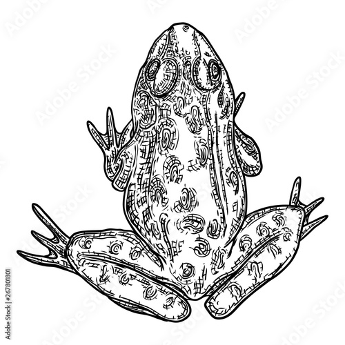 Frog line illustration.  Anuran or poison toad hand drawing. Black and white drawn witchcraft, voodoo magic attribute. Illustration for Halloween. Vector.