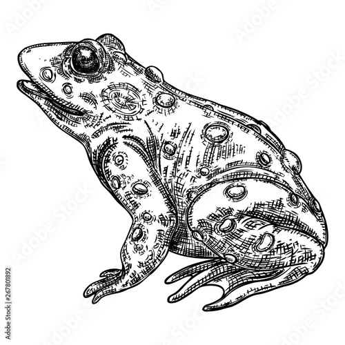 Frog line illustration.  Anuran or poison toad hand drawing. Black and white drawn witchcraft, voodoo magic attribute. Illustration for Halloween. Vector.