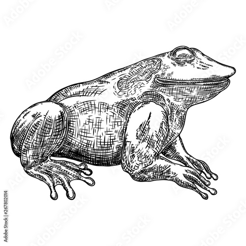 Frog line illustration.  Anuran or poison toad hand drawing. Black and white drawn witchcraft, voodoo magic attribute. Illustration for Halloween. Vector.