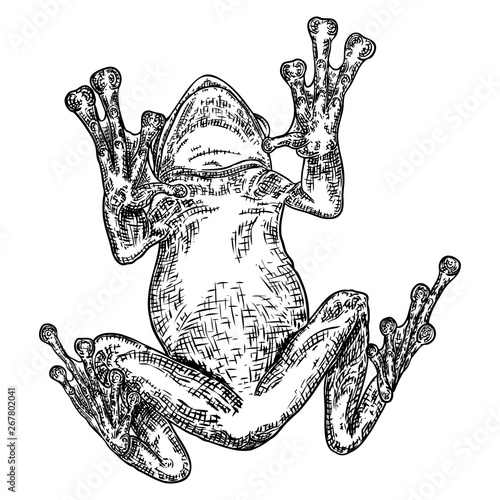 Forest Frog line illustration in grey.  Magic anuran or poison toad hand drawing. Witchcraft, voodoo magic attribute. Illustration for Halloween. Vector.
