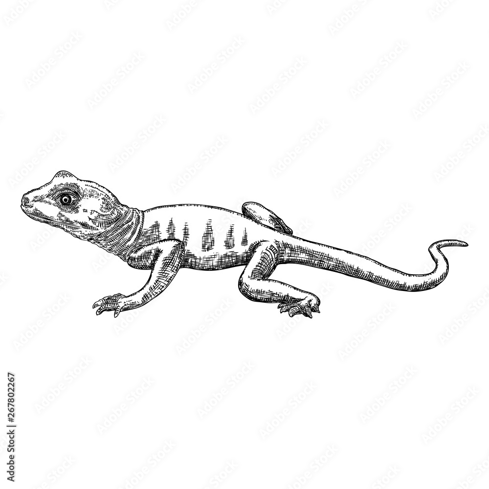 Lizard or gecko lizard isolated and hand drawn. Vector Lizard or gecko lizard isolated and hand drawn. Vector