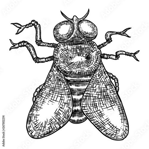 Fly drawing. Realistic insect fly. Symbol of black magic and devil, for Halloween. Vector.