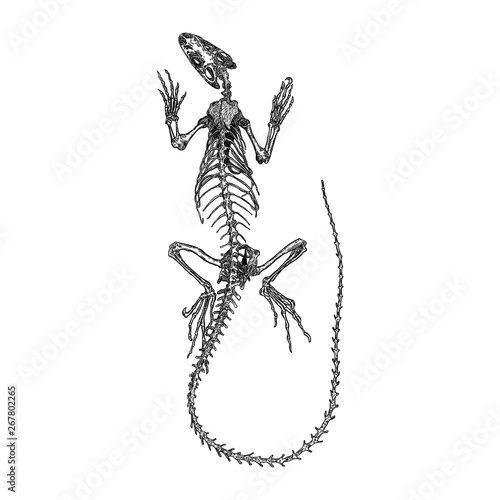 Iguana  lizard skeleton and skull. Stylized drawing of lizard bones. Decorative drawn skeleton. Witchcraft, voodoo magic attribute. Illustration for Halloween. Vector