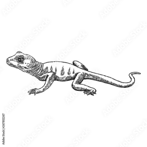 Lizard or gecko lizard isolated and hand drawn. Vector