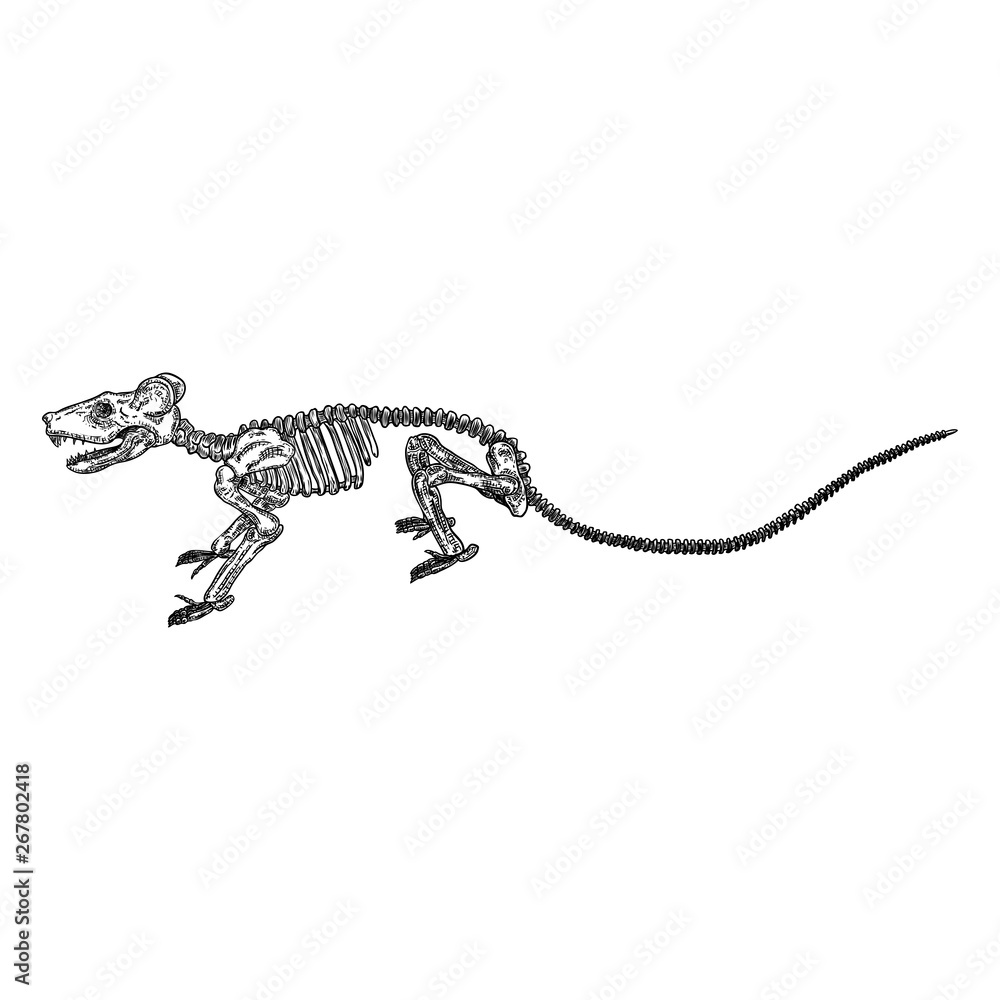 Naklejka premium Mouse or rat skeleton skull. Witchcraft magic, occult attribute decorative element. Vector.