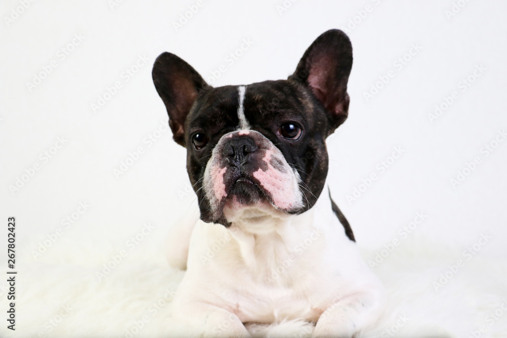 Bouledogue français, animal de compagnie, chien Bouledogue français, animal de compagnie, chien