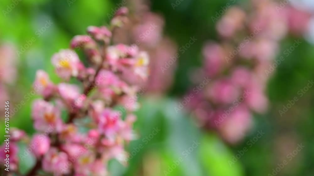 Nice pink chestnut tree flower branch 4k video spring nature close up Nice pink chestnut tree flower branch 4k video spring nature close up