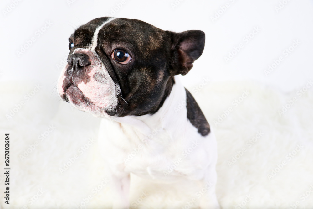 Bouledogue français, animal de compagnie, chien