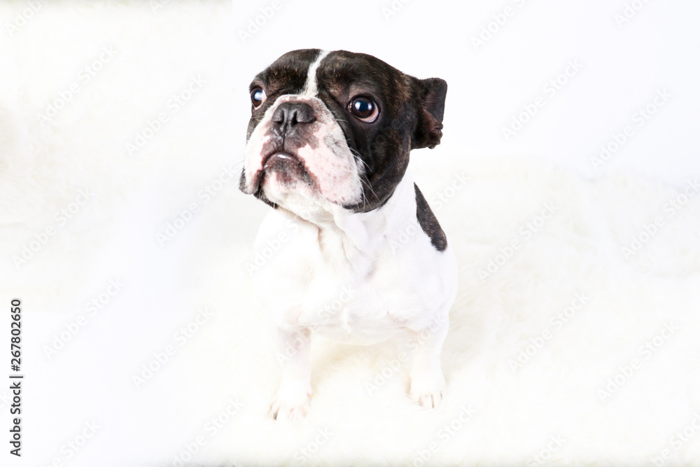 Bouledogue français, animal de compagnie, chien Bouledogue français, animal de compagnie, chien