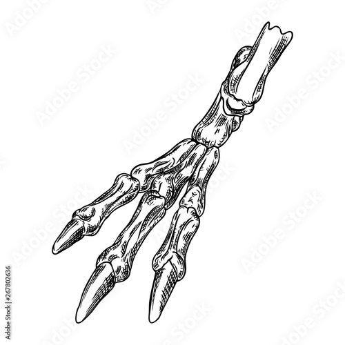 Bird leg bone skeleton with claws. Witchcraft magic, occult attribute decorative element. Hand drawing. Vector.