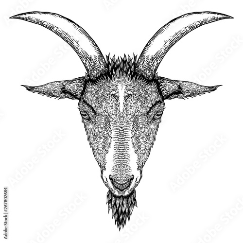 Goat or sheep farm animal head with horns. Black and white sketch. Vector