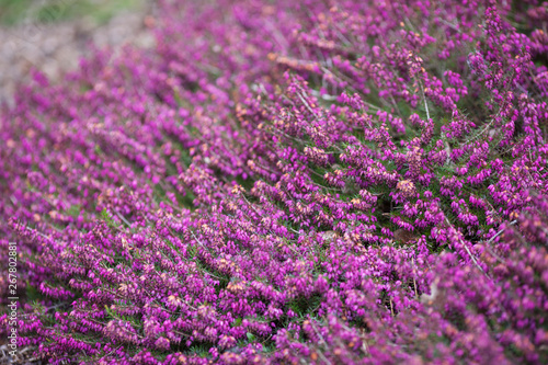 Flowering Erica gracilis or heather ornamental plant. Calluna vulgaris Flowers banner. Idyllic moorland pattern with beautiful blooming calluna flowers for website background or greeting card