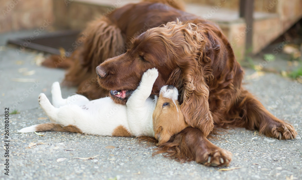 Happy puppy jack russell pet dog playing with his irish setter friend
