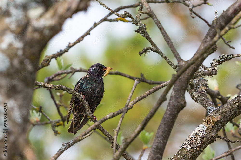 Obraz premium Starling with a caterpillar