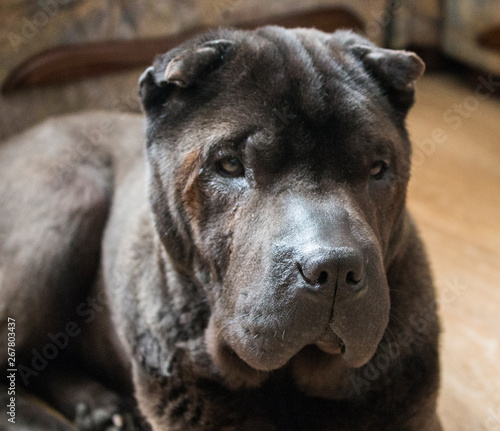 shar pei black dog portrait