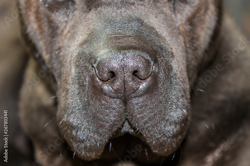 shar pei black dog portrait