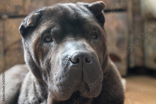 shar pei black dog girl