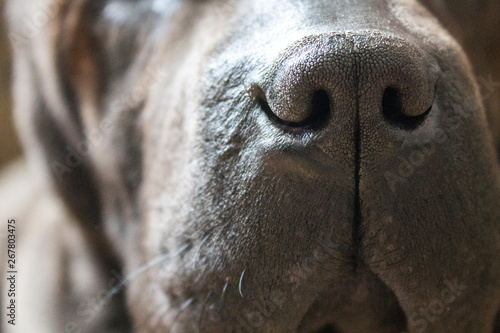 shar pei black dog girl