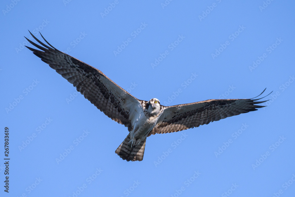 Colorado Wildlife - American Osprey in Flight Against a Clear Blue Sky Colorado Wildlife - American Osprey in Flight Against a Clear Blue Sky