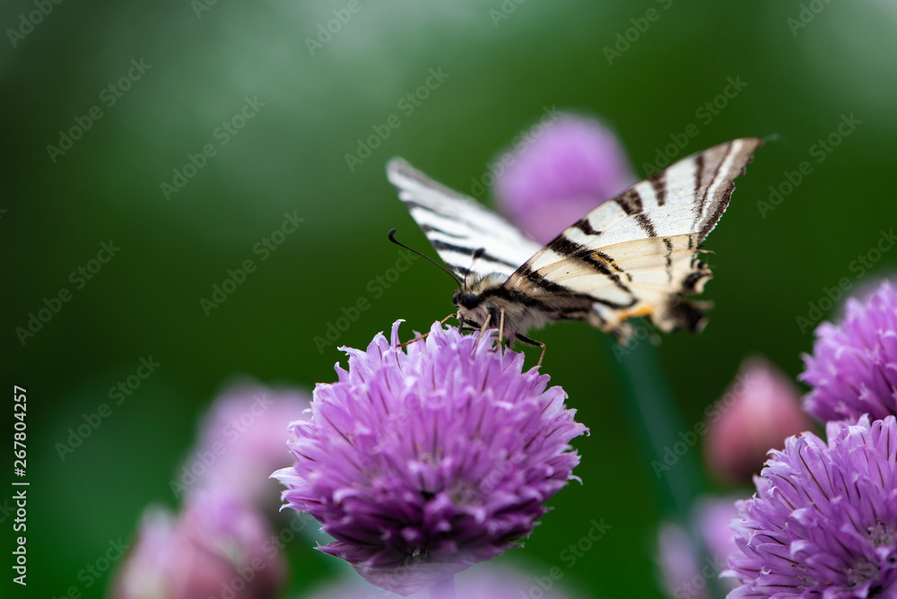 Scarce swallowtail – Iphiclides podalirius. Beautiful butterfly on purple flower, blurred green background. Scarce swallowtail – Iphiclides podalirius. Beautiful butterfly on purple flower, blurred green background.