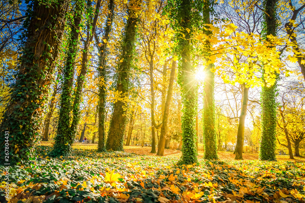 Obraz premium Vibrant fall foliage