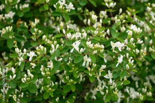 Lush flowering bush honeysuckle tatarian (Lonicera tatarica)
