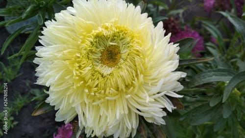 Photo of a creamy white terry Aster flower. Showy and luxurious flowers. Summer garden beauty. Green natural grass background.
