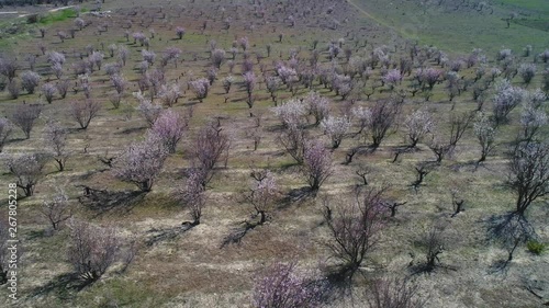 Aerial view of fruit bare trees or shrubs on a large field in early spring in sunny day. Shot. Picturesque countryside view photo