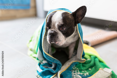 Fototapeta Naklejka Na Ścianę i Meble -  Cute french bulldog wrapped in towel after bath