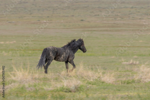 Wild Horse Stallion in Spring in Utah