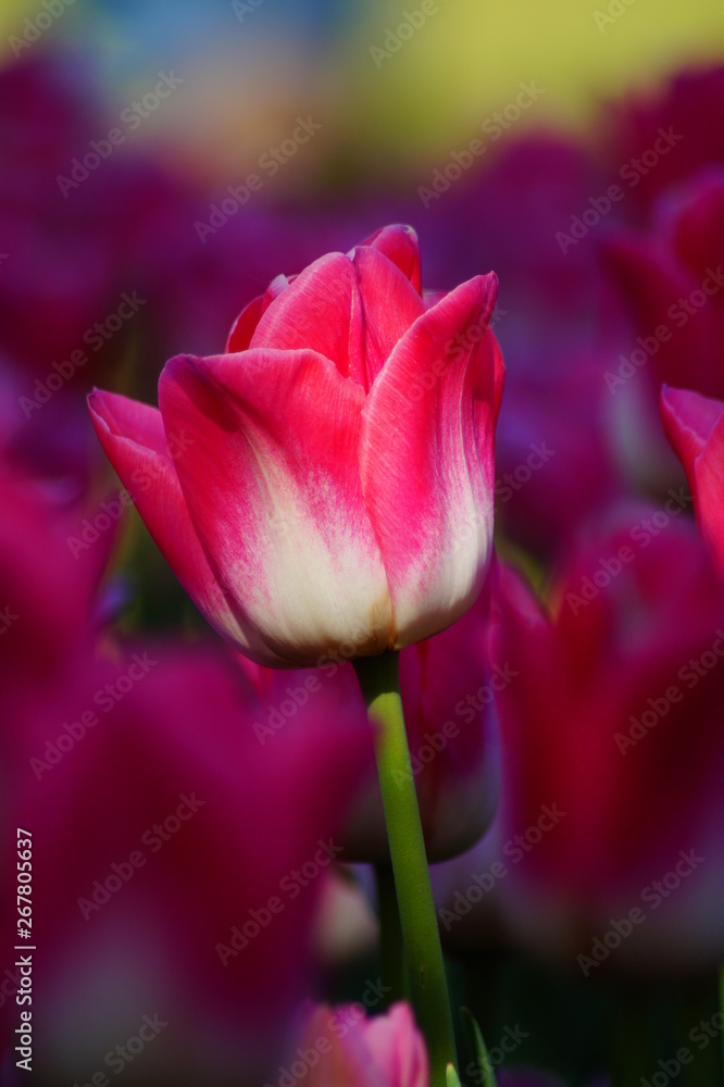 Beautiful tulip - selective focus Beautiful tulip - selective focus