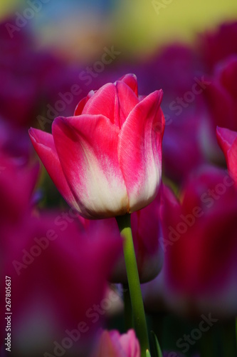 Beautiful tulip - selective focus