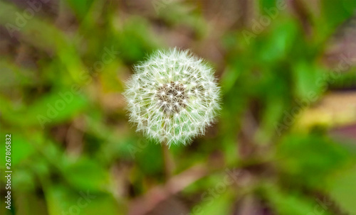 Dandelion on green background