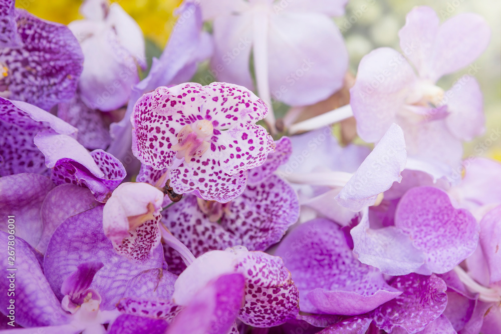 Closeup fresh purple orchid, nature concept background, outdoor day light, spring and summer season Closeup fresh purple orchid, nature concept background, outdoor day light, spring and summer season