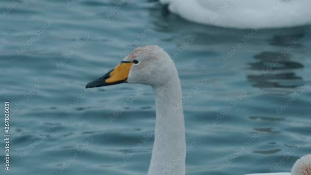 Beautiful white swans swim on the lake. Wild lonely swans Beautiful white swans swim on the lake. Wild lonely swans