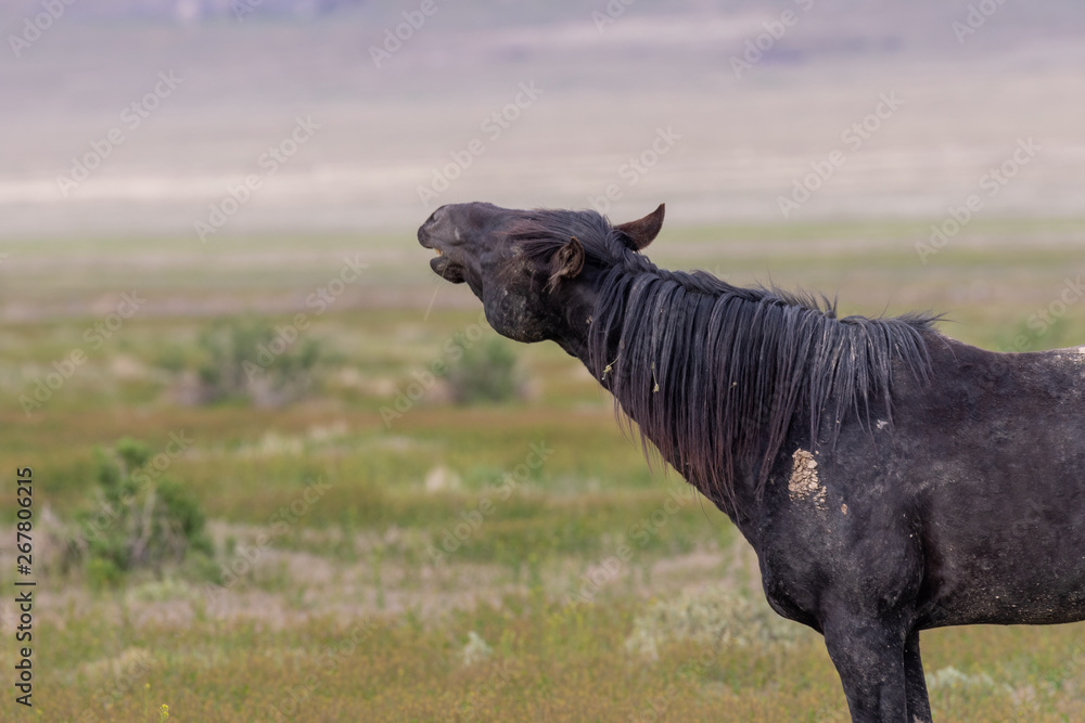 Fototapeta premium Wild Horse Stallion in Spring in Utah