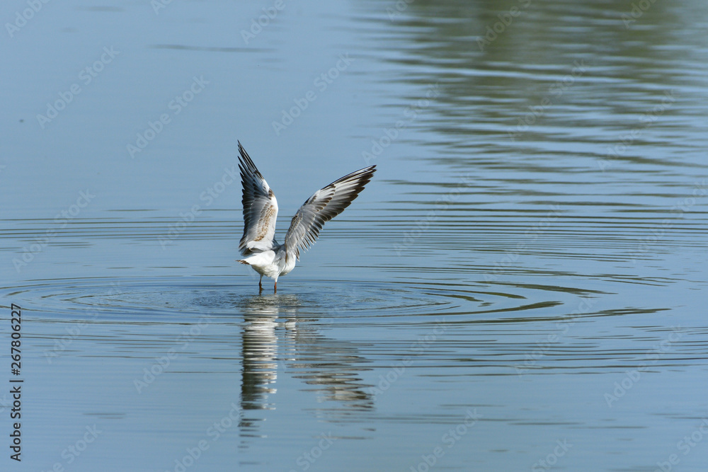 seagull flies over the surface of the water and catches fish seagull flies over the surface of the water and catches fish