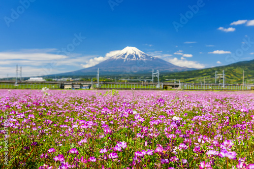 Shibazakura blossom with mountain Fuji