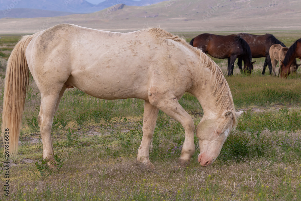 Wild Horse Stallion in Spring in Utah Wild Horse Stallion in Spring in Utah