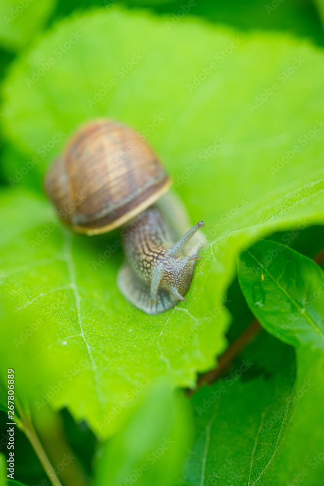 A little brown snail on a green leaf in the bush A little brown snail on a green leaf in the bush