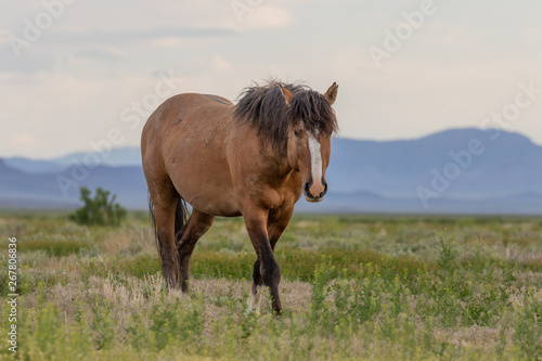 Wild Horse Stallion in Spring in Utah © natureguy