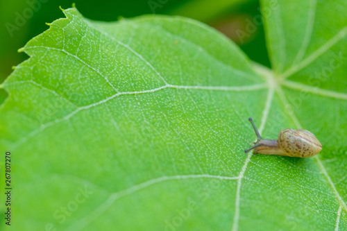 A little brown snail on a green leaf in the bush